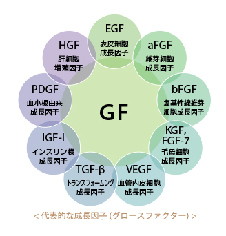 代表的な成長因子（グロースファクター）