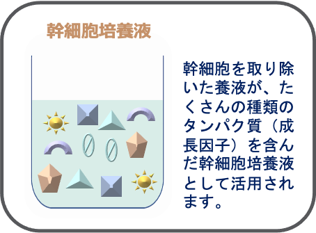 幹細胞培養液　幹細胞を取り除いた養液が、たくさんの種類のタンパク質（成長因子）を含んだ幹細胞培養液として活用されます。