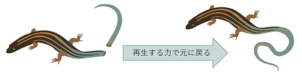 再生する力で元に戻せる