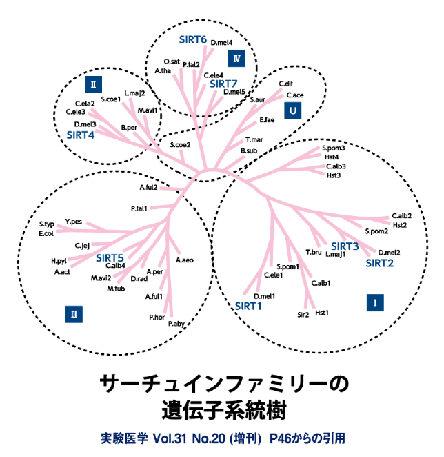 図解：サーチュインファミリーの遺伝子系統樹　実験医学Vol.31 No.20（増刊）P46からの引用