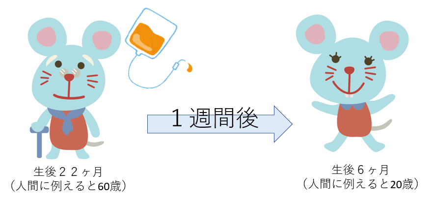 図解：生後22ヶ月（人間に例えると60歳）。1週間後、生後6ヶ月（人間に例えると20歳）。